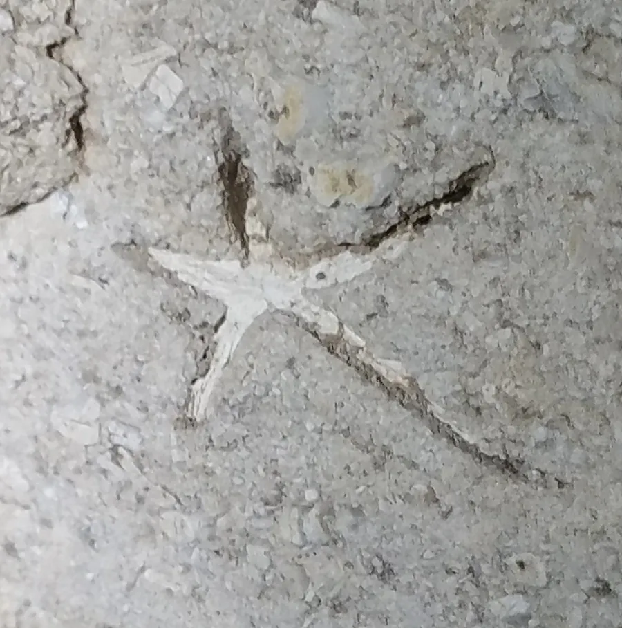 Starfish fossil found inside Fantastic Caverns